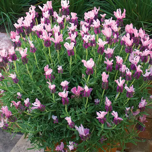 great Types of Lavender