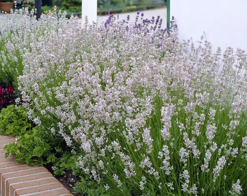 Lavender Varieties in garden