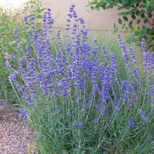 amazing Types of Lavender