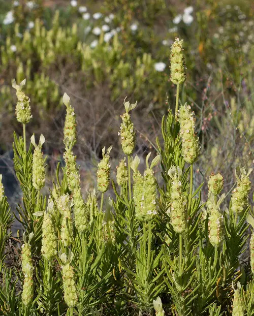 Lavender Varieties in yard