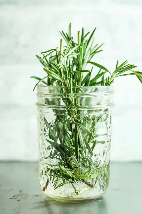 Just a Few Rosemary Sprigs in Water
