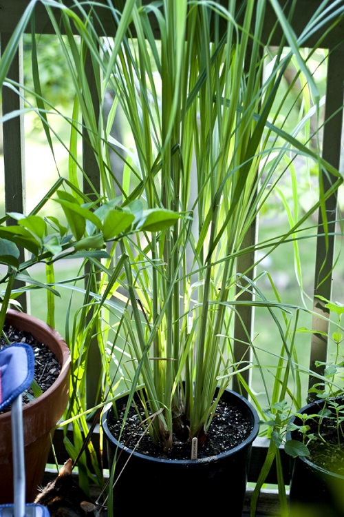 lemon grass Container Chai Garden 6