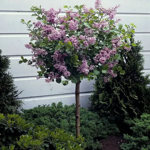 Best Fragrant Trees in garden