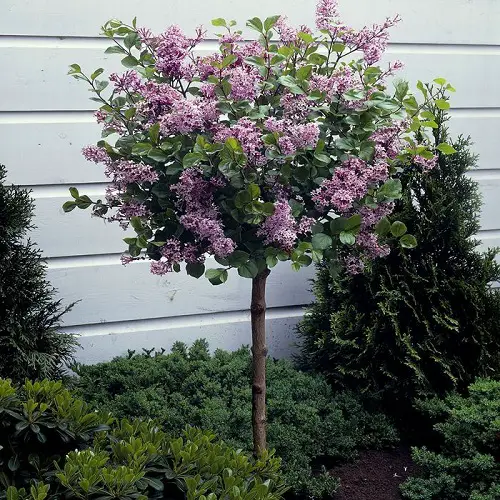 Gorgeous Trees with Purple Blossoms 
