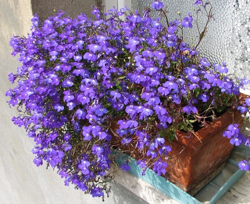 36 Types of Violet Flowers | Best Violet màu sắc Flowers 4
