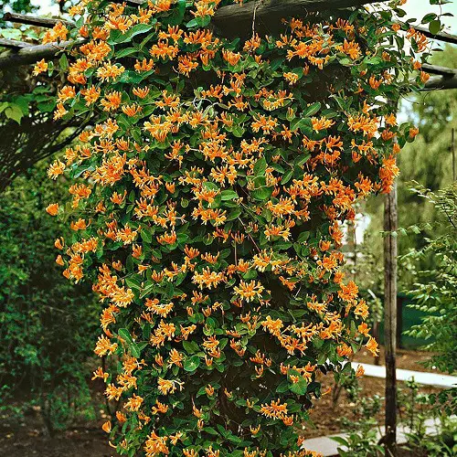  Orange-Flowered Climbers and Vines