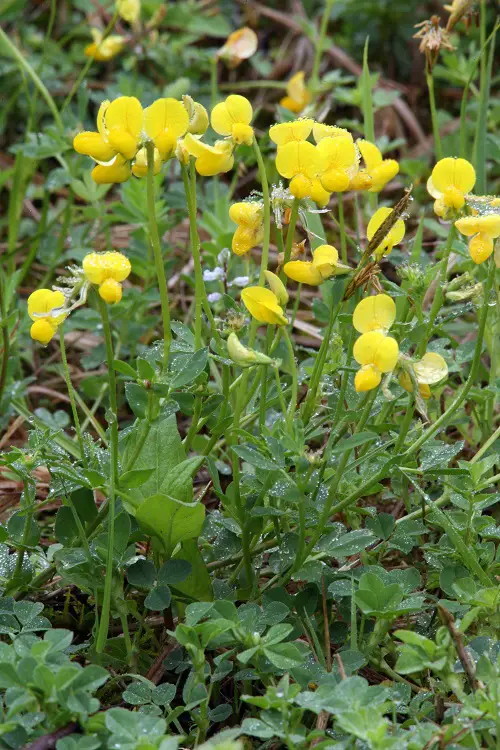 Weeds with Yellow Flowers