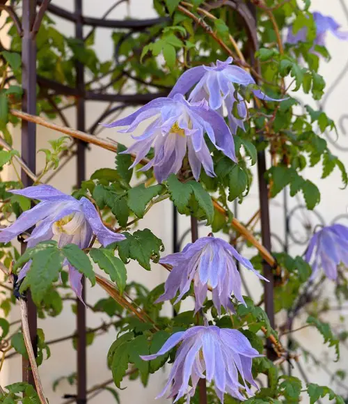 The most beautiful gardens feature blue-flowering clematis