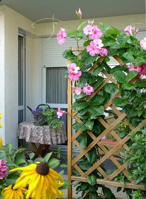 The Greatest Screen-Building Plants for Privacy Outside