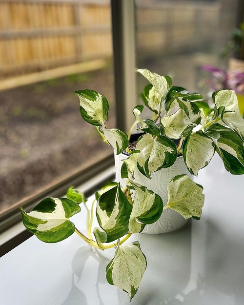 Requirements for Growing Manjula Pothos