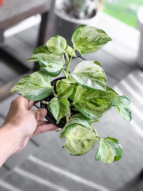 Manjula Pothos Care