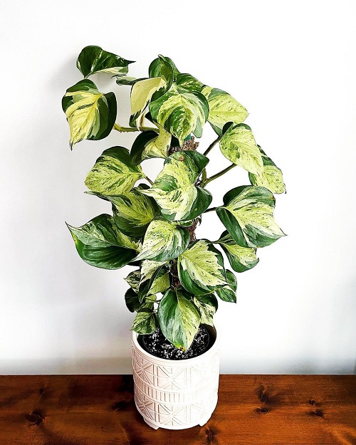 How to Grow Manjula Pothos