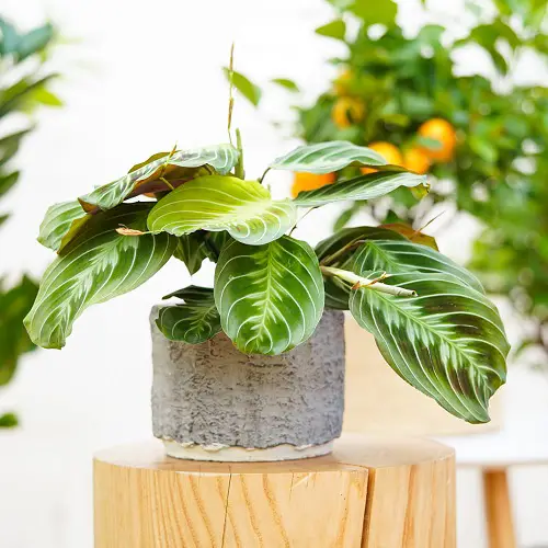 Prayer Plants Beautiful Types