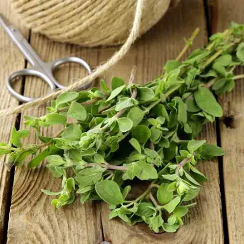 top Best Herbs You Can Easily Grow from Cuttings