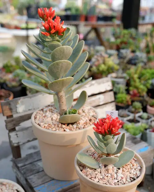 Greatest Variety of Blooming Kalanchoes