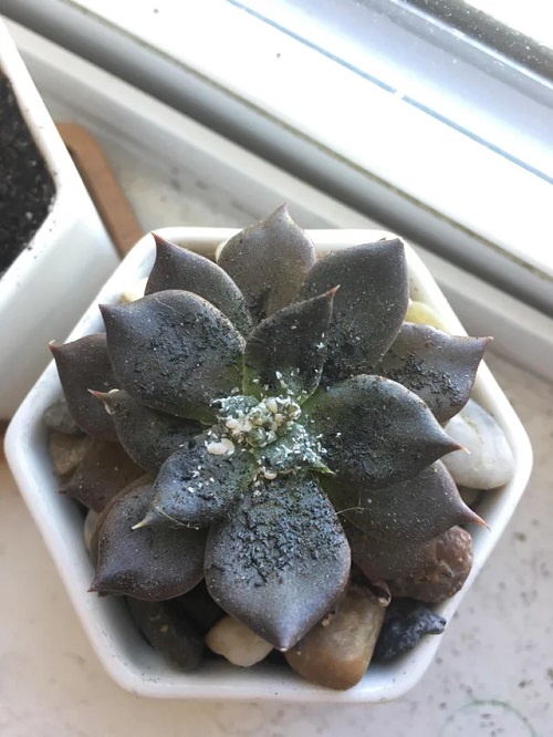 Common Houseplant Pests
