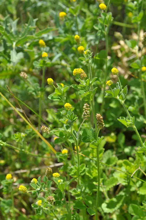 Amazing Weeds with Yellow Flowers