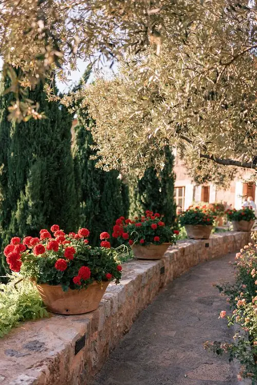 Best Mediterranean Border the Yard with Red Clustered Blooms