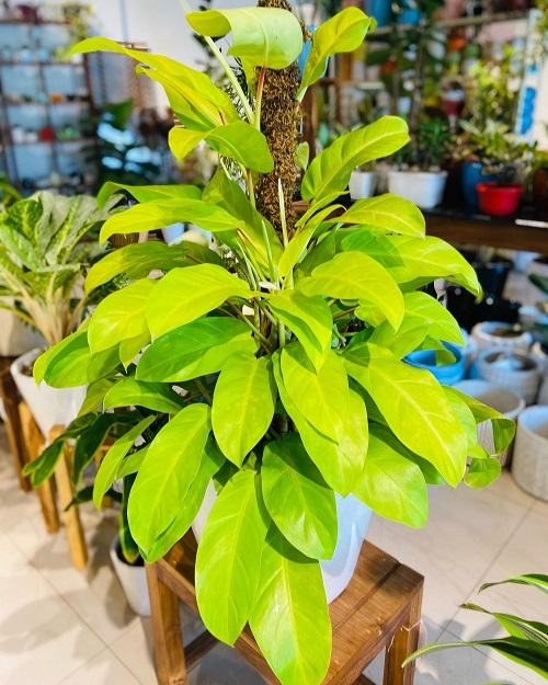 How to Grow Philodendron Ceylon
