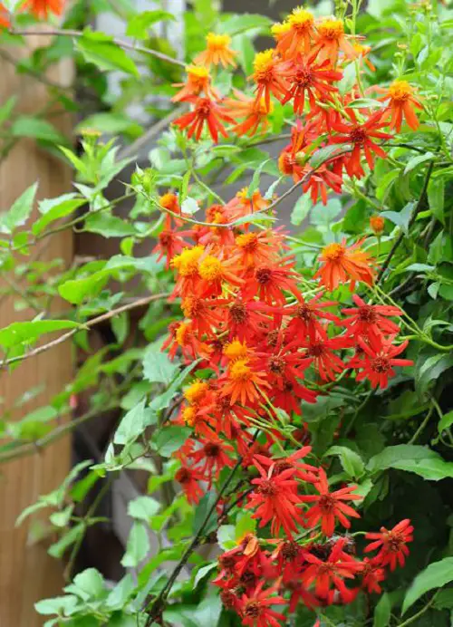 The Greatest Orange-Flowered Climbers and Vines