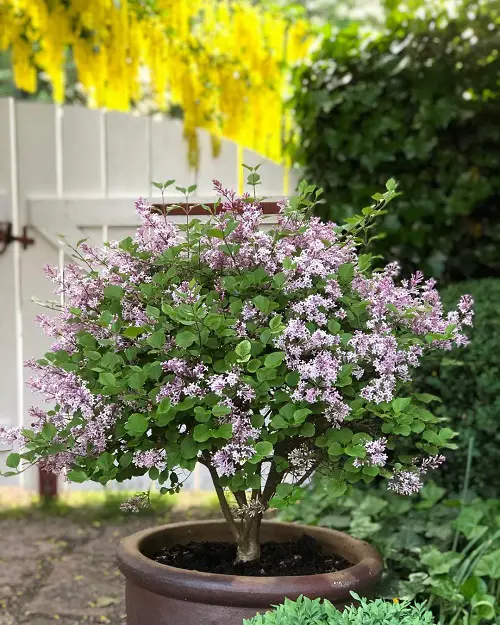 best Pink-flowering bushes in the garden