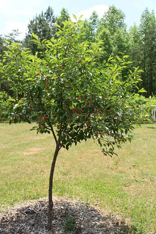 How to Grow the Michigan State Fruit