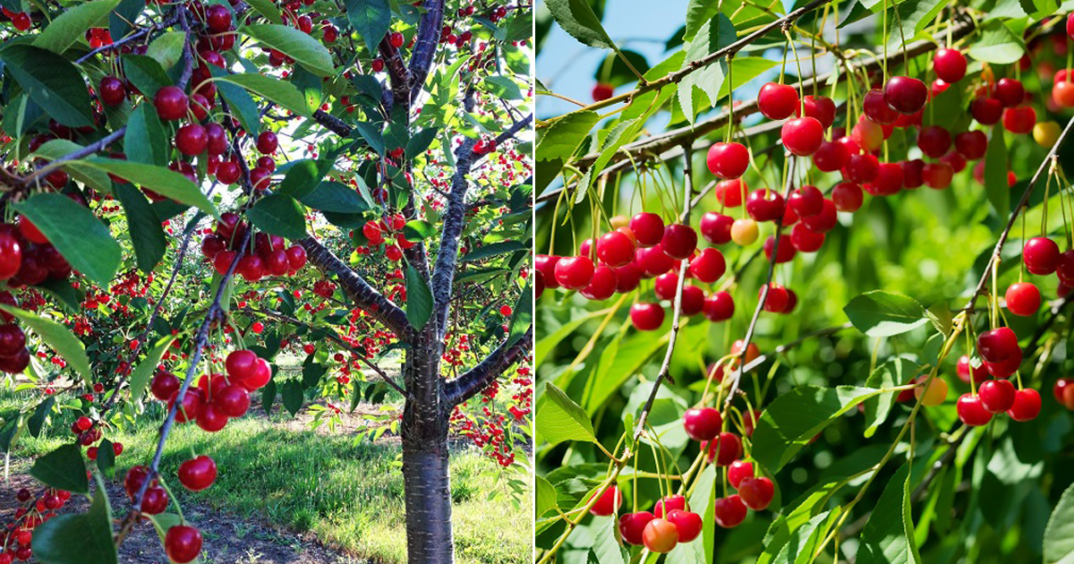Michigan State Fruit and How to Grow It | Balcony Garden Web