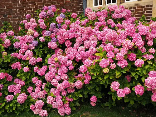 top Pink-flowering bushes in the garden