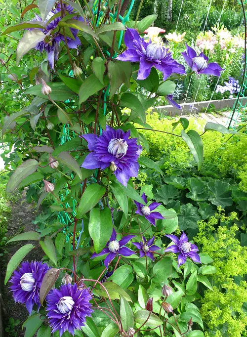Best Clematis With Blue Flowers in yard