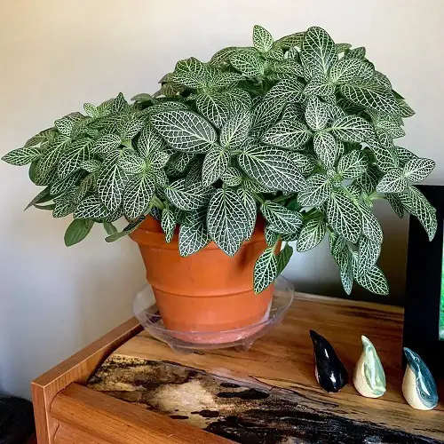 Indoor Cold-Tolerant Plants on tabletop