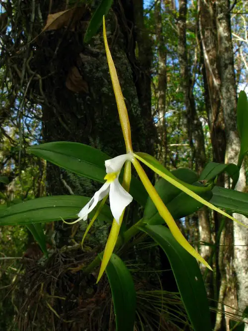 Beautiful Flowers that Open at Night
