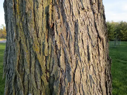 Observe the Bark