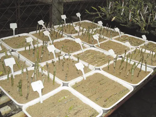 Propagating Cuttings in Sand