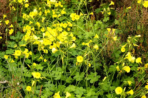 Weeds with Yellow Flowers in garden