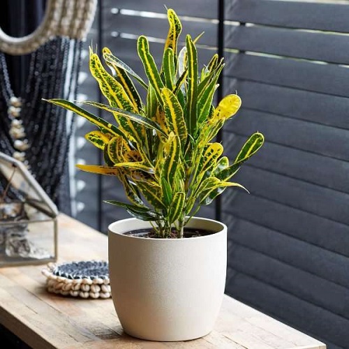 Potted Croton in a Covered Porch