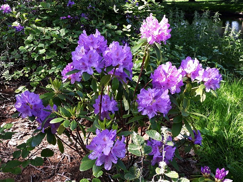 36 Types of Violet Flowers | Best Violet màu sắc Flowers 13