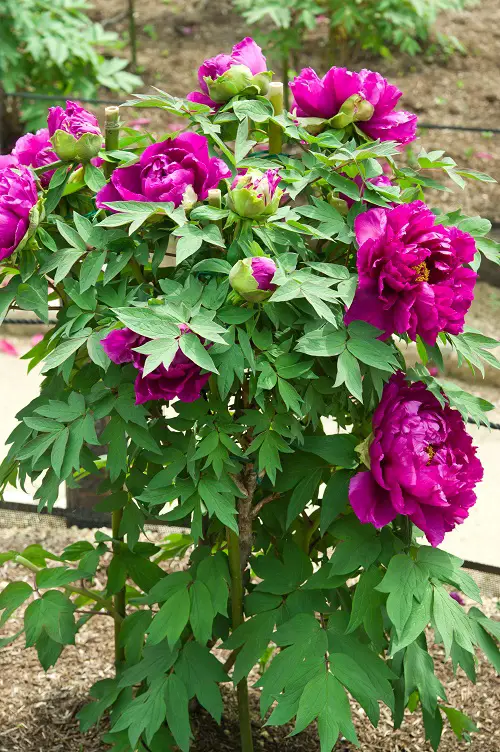 Amazing Plants that Produce Massive Blossoms