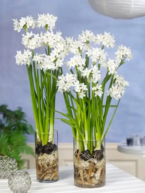 Perfect Bulbs for Growing in Water