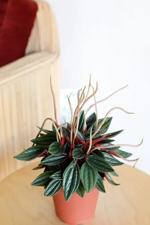 best Charming Little Indoor Plants 
