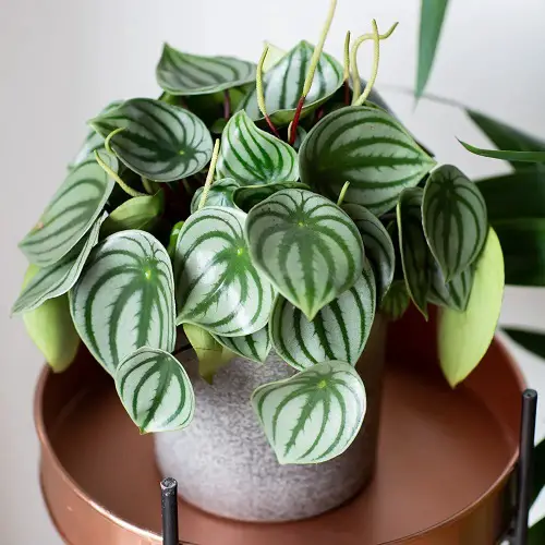 top Cute Small Houseplants