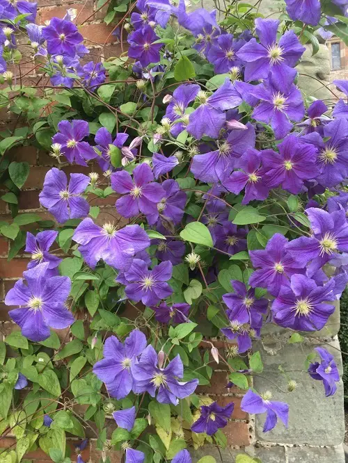 Clematis With Blue Flowers