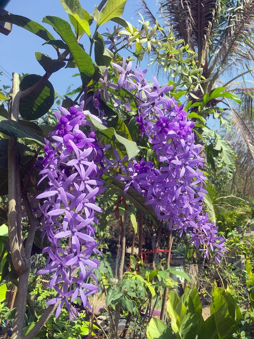 best Tropical Evergreen Shrubs of the Verbena Family