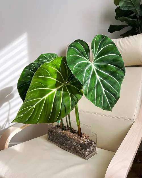 Propagating Philodendron gloriosum