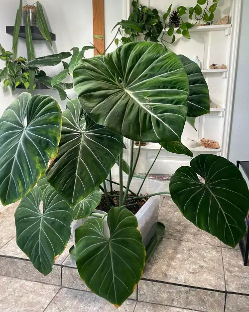 Philodendron gloriosum Care