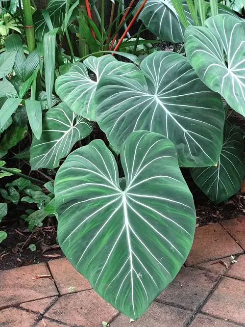 Requirements for Growing Philodendron gloriosum