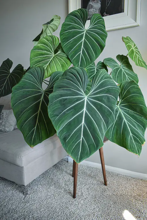 How to Grow Philodendron gloriosum