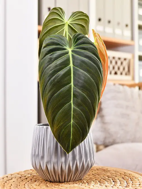 Philodendron Melanochrysum Care