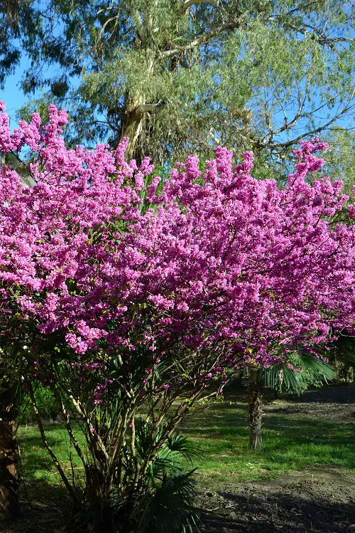 best In the garden, bushes with pink flowers