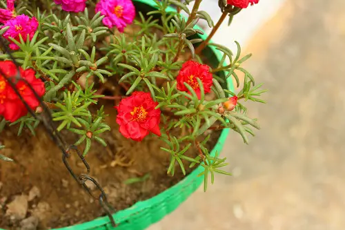 Plant your Portulaca on the Outer Side of the Container