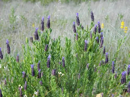 Types of Lavender in garden